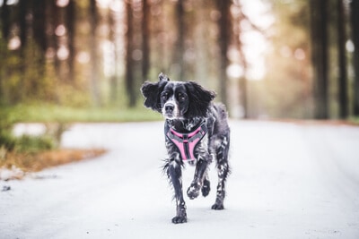 Rukkas hundsele hundkoppel hundhand och hundkläder hos Hundliv