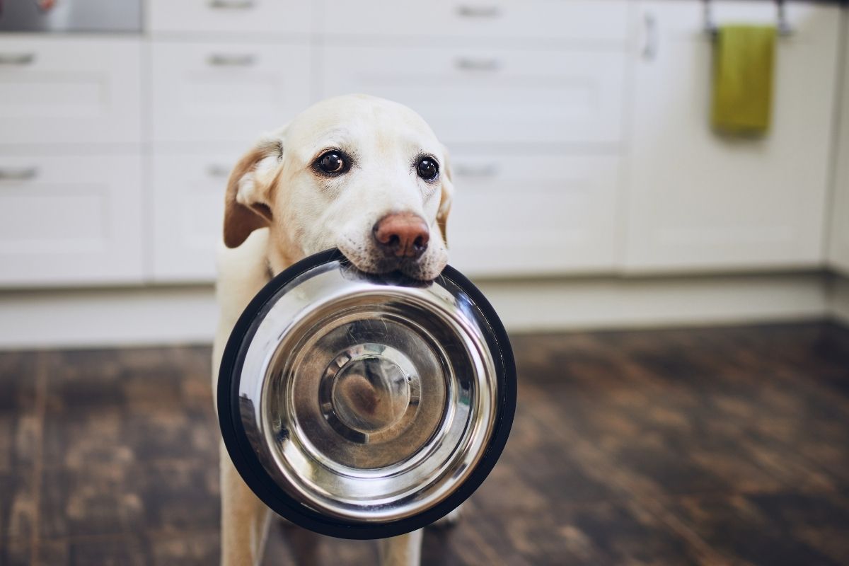 Dog holding a stainless steel bowl in its mouth in a kitchen, looking at the camera.