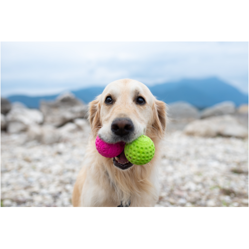 Golden retriever on a rocky beach holding a pink and a green ball in its mouth, with mountains in the background.