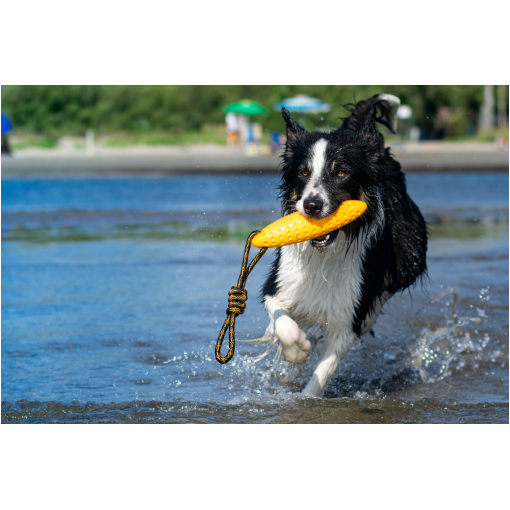 Border collie splashing through shallow beach water, carrying an orange toy in its mouth with a tethered rope.