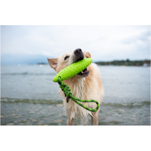 Golden retriever at the water’s edge biting a bright green rubber toy, mid-fetch by a lake.