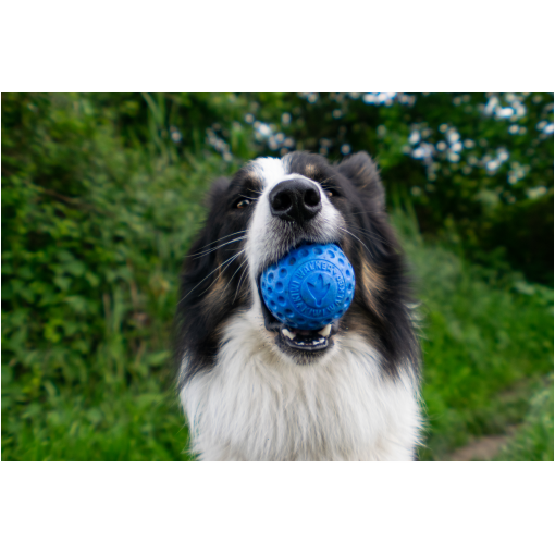 Border collie holding a blue rubber ball in its mouth outdoors, close-up with greenery in the background