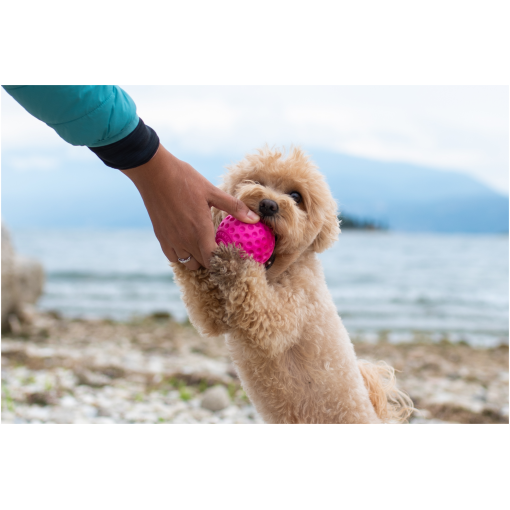 Fluffy beige puppy holding a pink rubber ball with a person at a rocky beach. (informative)