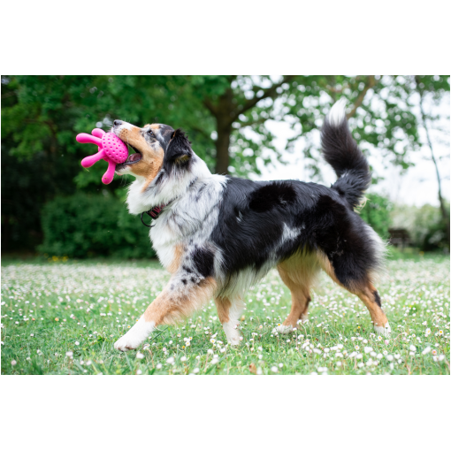 Australian Shepherd running through a grassy field with a pink chew toy in its mouth, outdoors in a park.