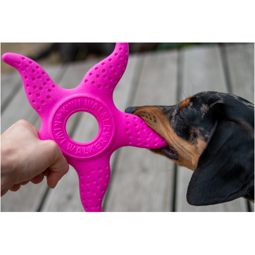 Person holds a bright pink star-shaped rubber dog toy with a central ring while a dachshund noses toward it on a wooden deck.