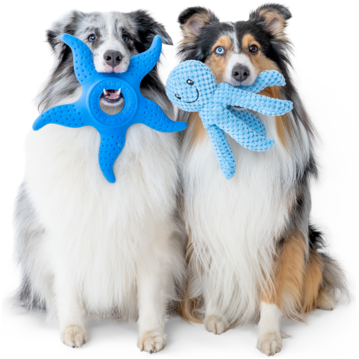 Two dogs sit side by side, each holding a bright blue chew toy in their mouths—a starfish-like toy on the left and a textured octopus-shaped toy on the right.